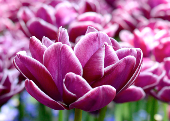 Dream Touch Double Peony Tulip Bulbs