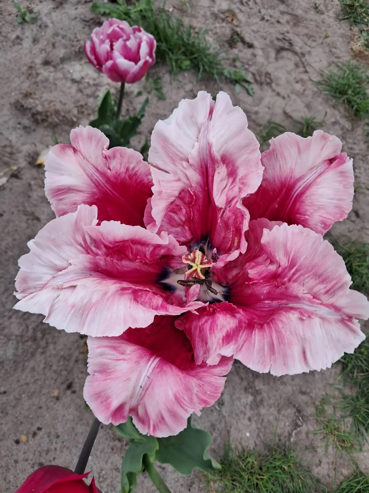Flamingo Queen Parrot Tulip Bulbs