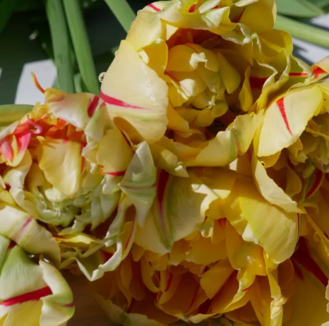 Glamour Unique Peony Tulip Bulbs