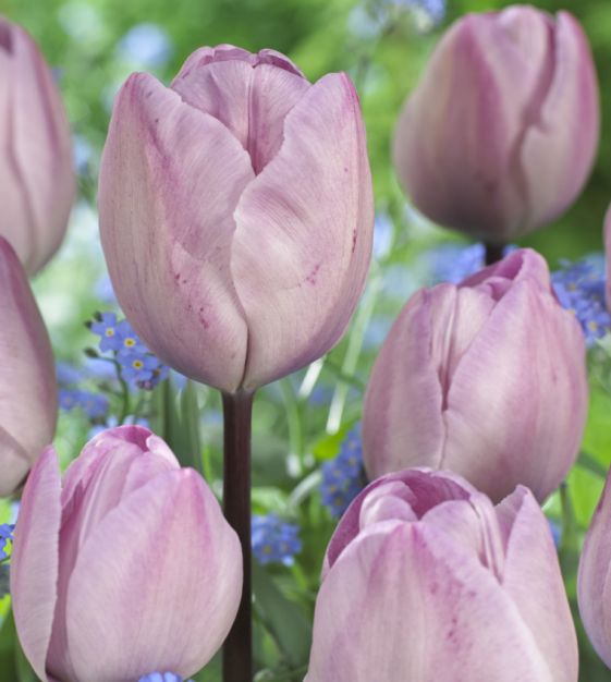 Jacuzzi Tulip Bulbs
