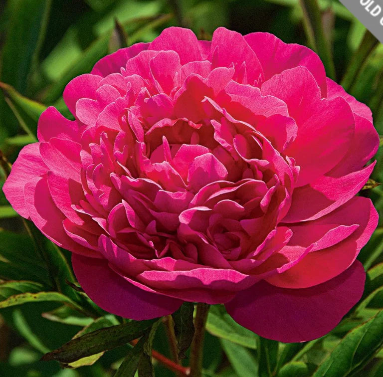 Kansas Peony Root