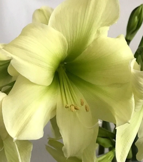 Lemon Star Amaryllis Bulb