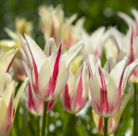Marilyn Lily Flowering Tulip Bulbs