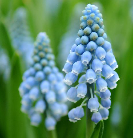 Muscari Bulb Atlantic