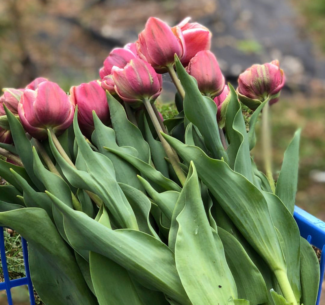 La Belle Epoque Peony Tulip Bulbs bulk savings available