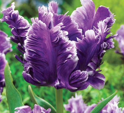 Mysterious Parrot Tulip Bulbs