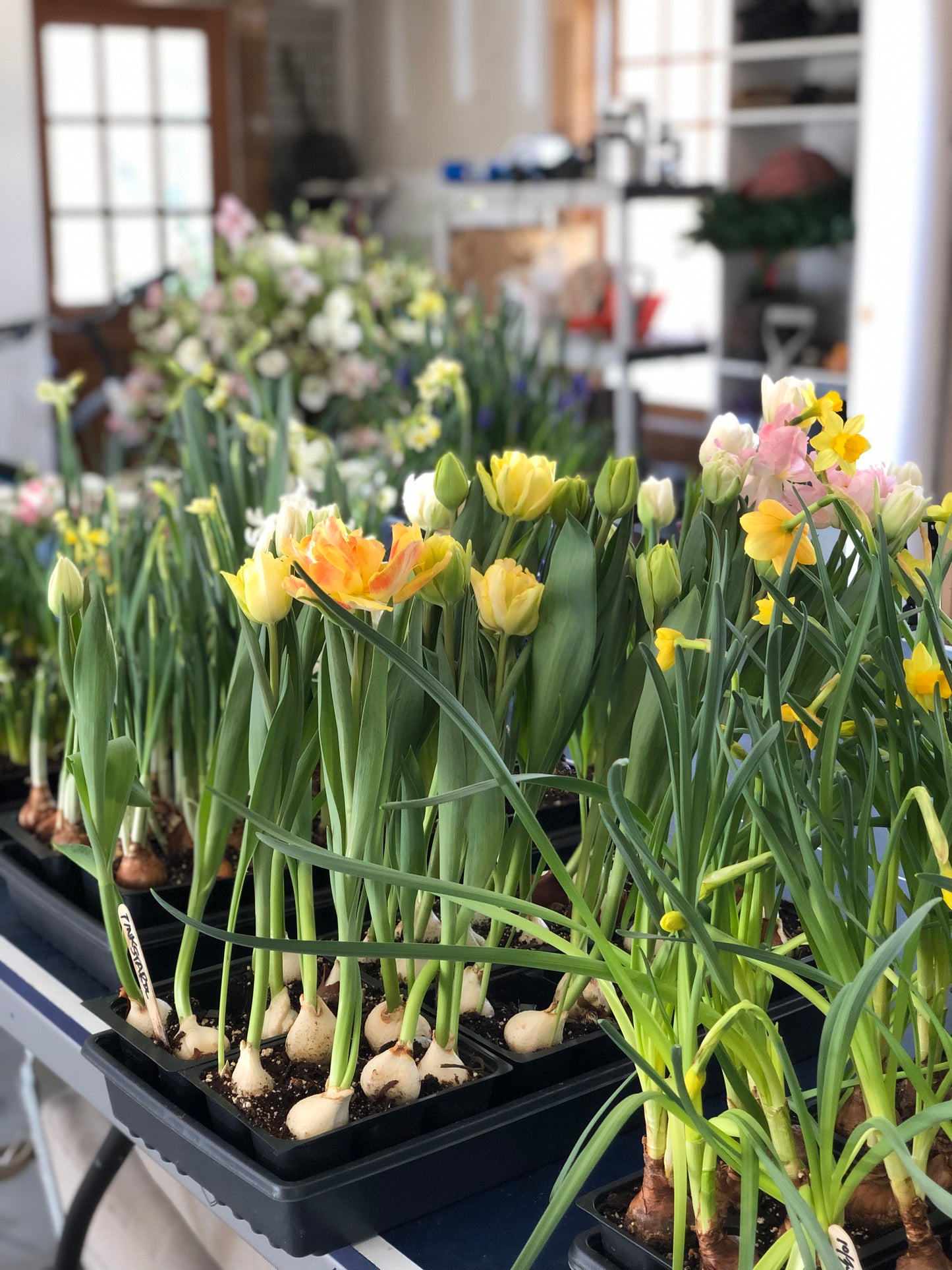 MAKE A BULB GARDEN WITH ME ONE ON ONE LESSON