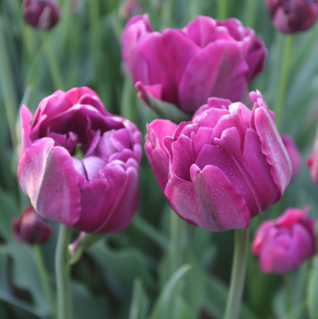 Negrita Double Peony Tulip Bulbs
