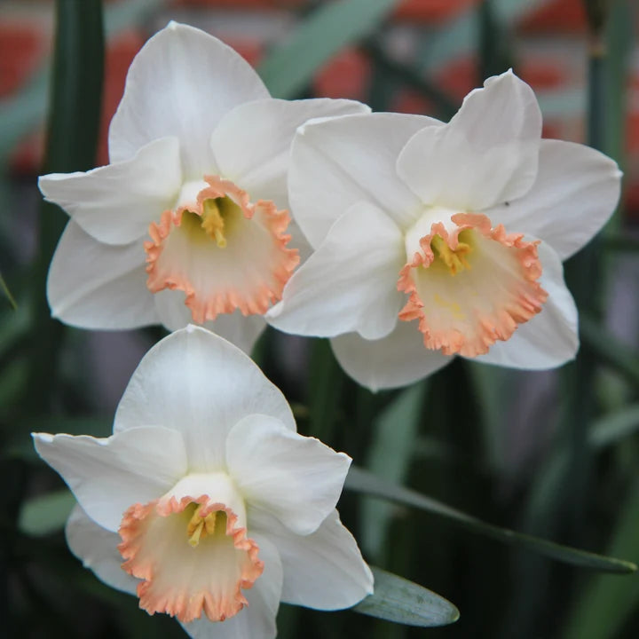 Peaches and Cream Daffodil Bulbs