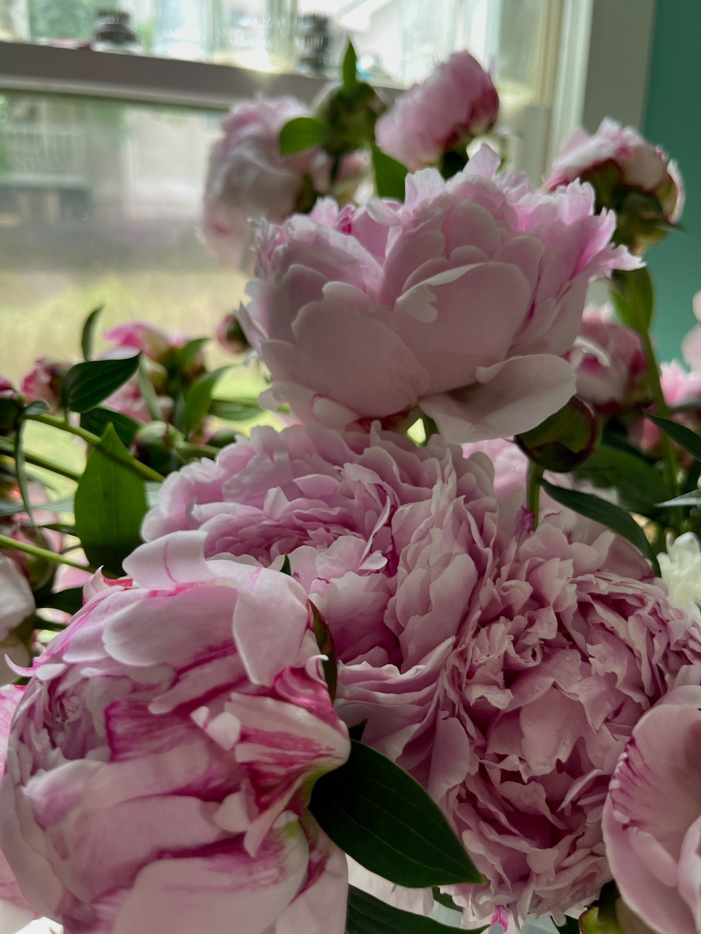 Fresh Cut Peonies 5 Stem Bunch