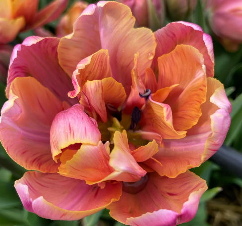 Pink Star Peony Tulip Bulbs bulk savings available