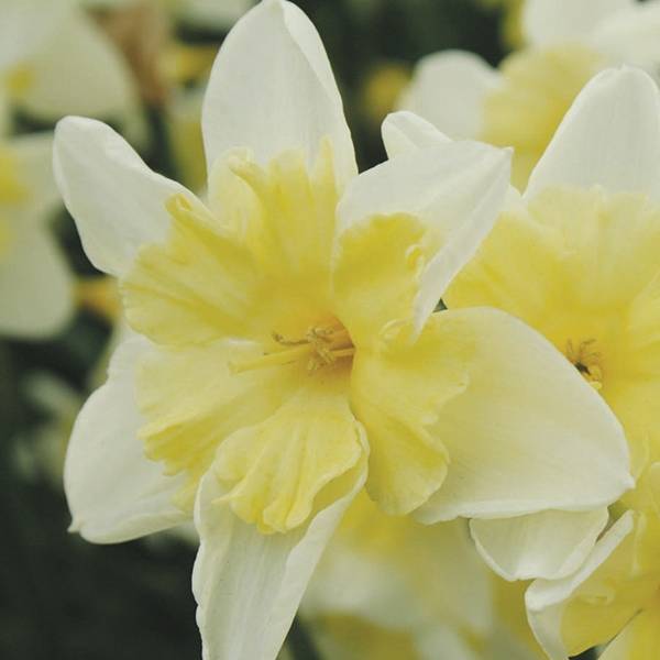 Prom Dance Daffodil Bulbs