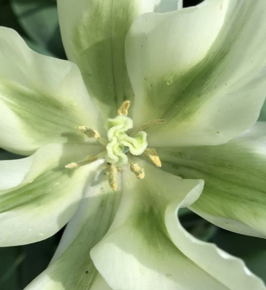 Spring Green Viridiflora Tulip bulbs