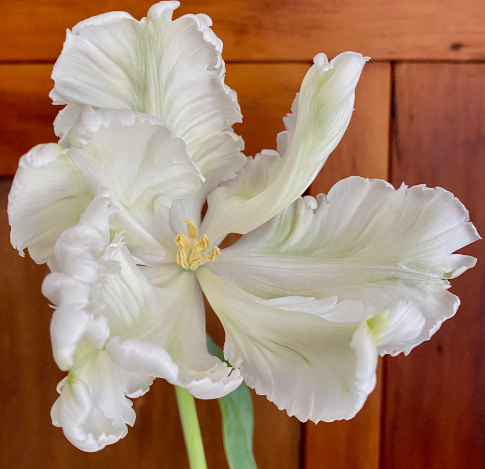 Easy Indoor Super Parrot Tulip Garden