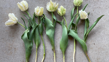 Easy Indoor Super Parrot Tulip Garden