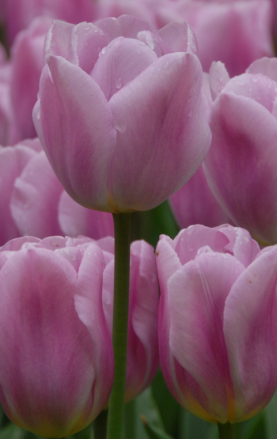 Synaeda Amor Tulip Bulbs
