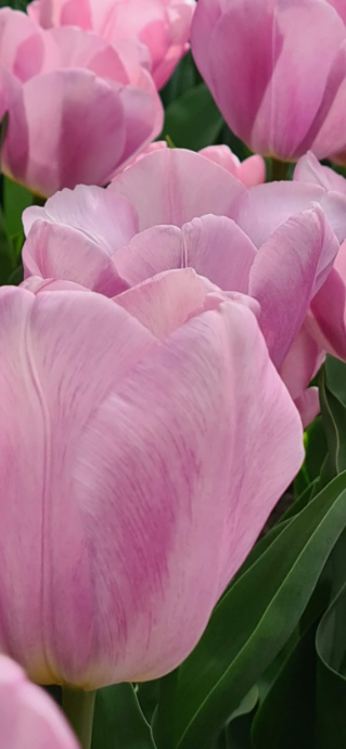 Synaeda Amor Tulip Bulbs