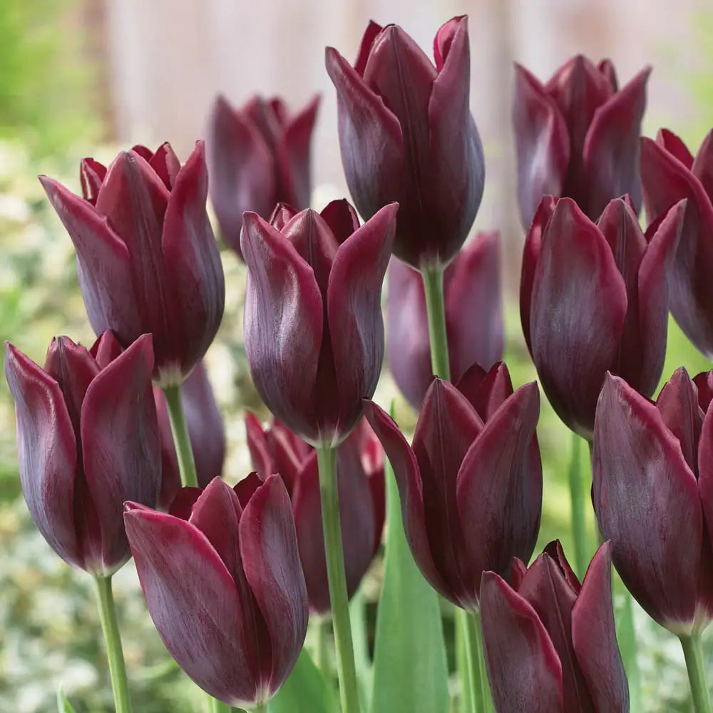 Lasting Love Lily Flowering Tulip Bulb