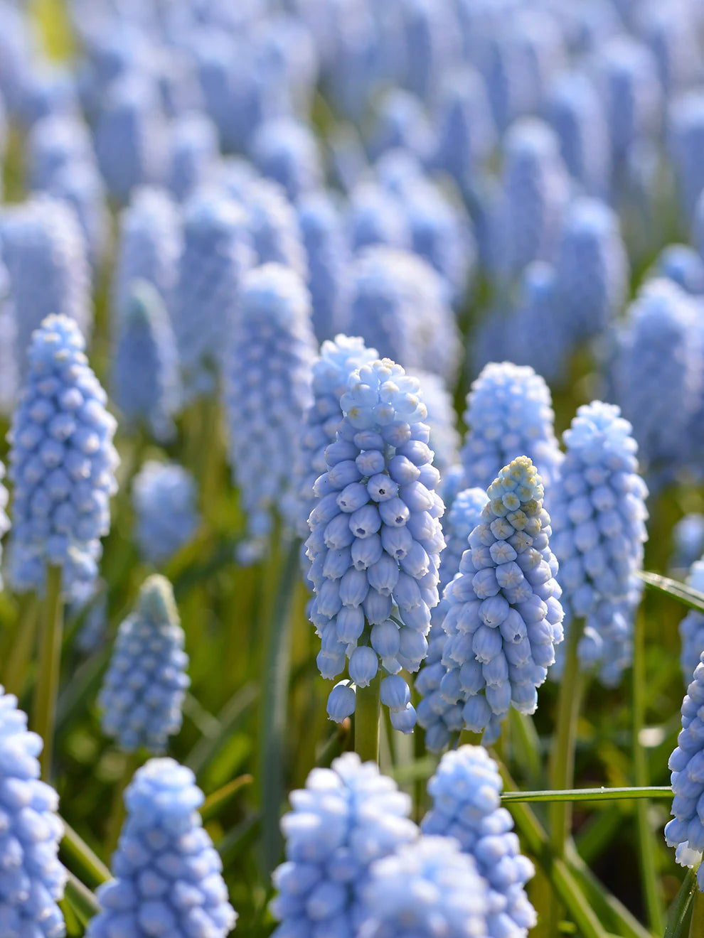 Muscari Bulb Valerie Finnis