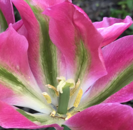 Virichic Viridiflora Tulip bulbs
