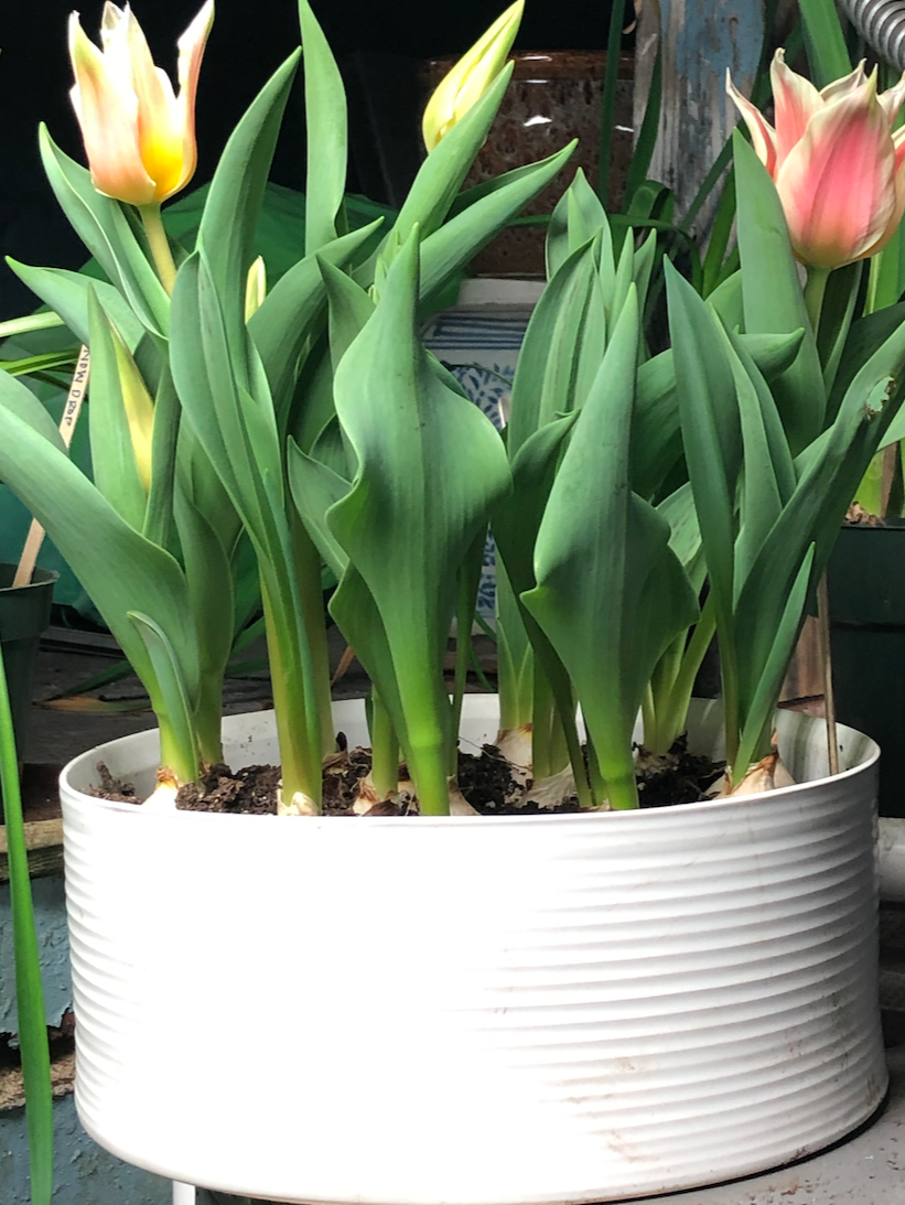 Ceramic Decatur Bowl