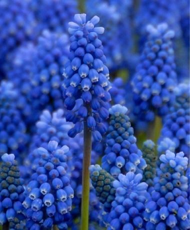 Muscari Bulb Blue Magic