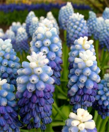 Muscari Bulb Ocean Magic