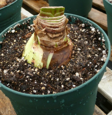 Lemon Star Amaryllis Bulb