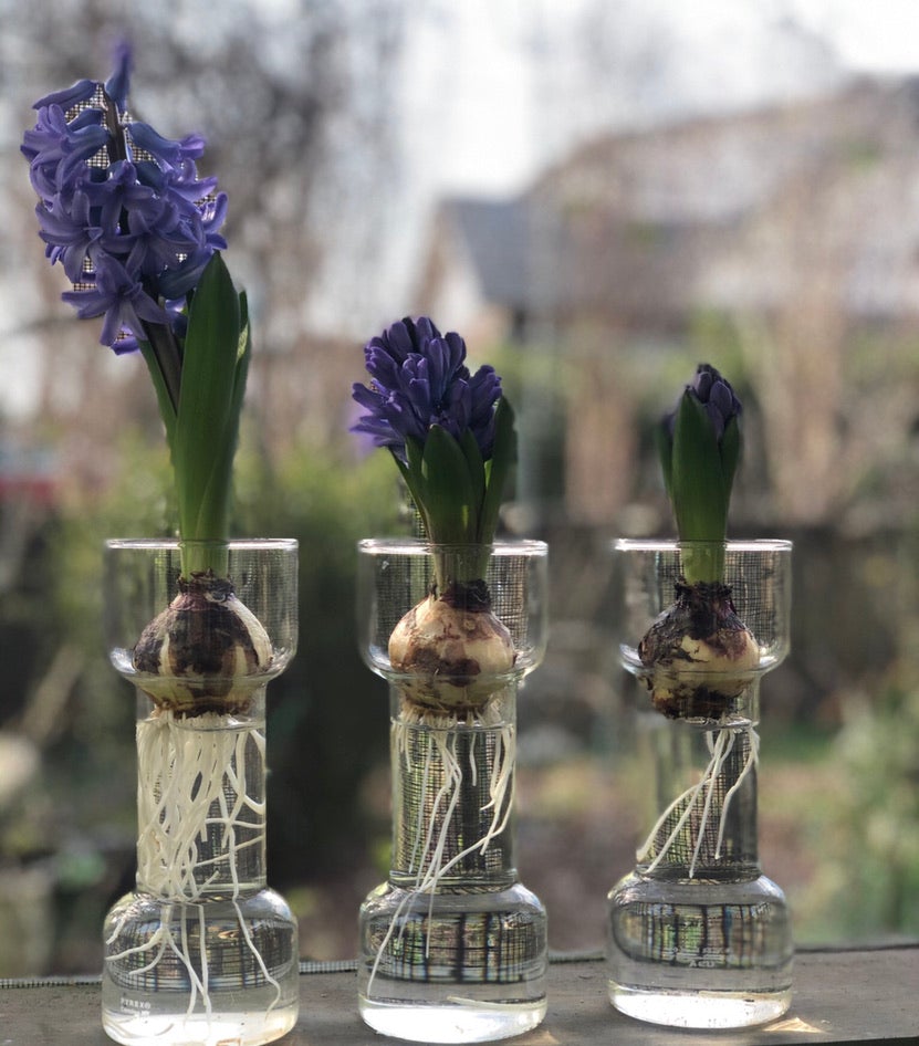 Fondant Hyacinth Bulbs
