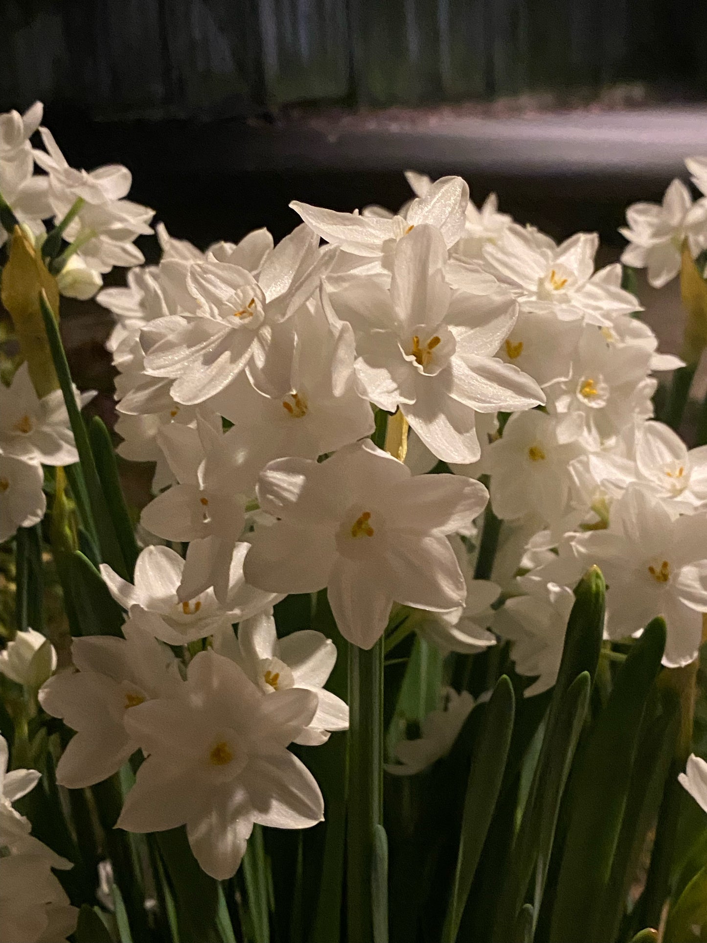 12-20 Prepared Nir Paperwhites in vessel with decorative moss for LOCAL sales only ORDERS BEGIN 11/1