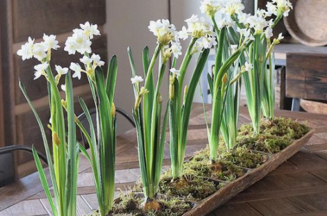 12-20 Prepared Nir Paperwhites in vessel with decorative moss for LOCAL sales only