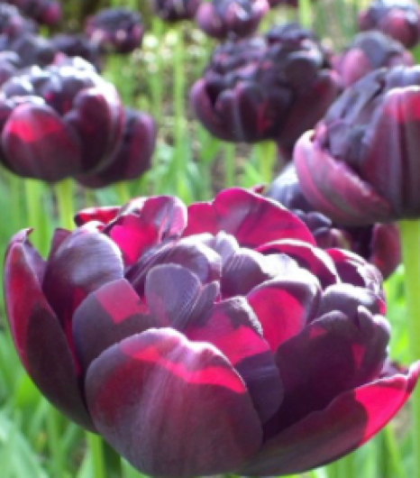 Black Hero Peony Tulip Bulbs