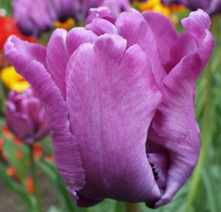 Blue Parrot Tulip Bulbs