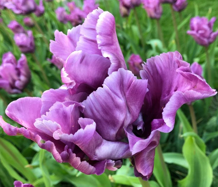 Blue Parrot Tulip Bulbs