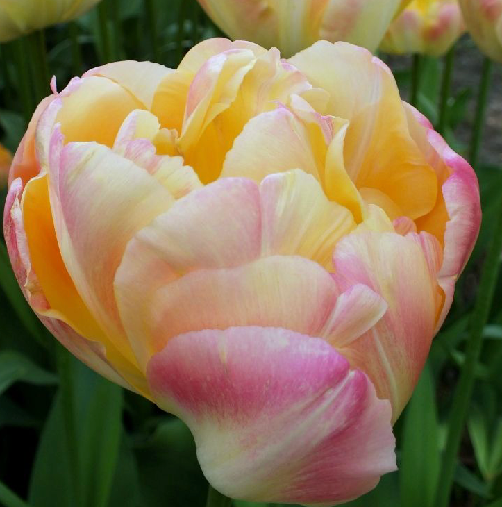 Creme Upstar Tulip Bulbs