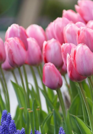 Mystic van Eijk Tulip Bulbs