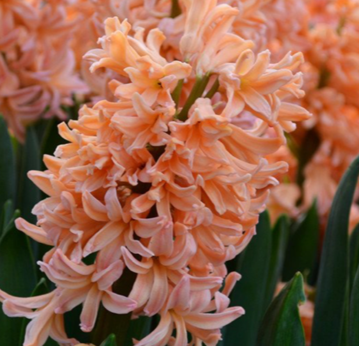 Gipsy Queen Hyacinth Bulbs