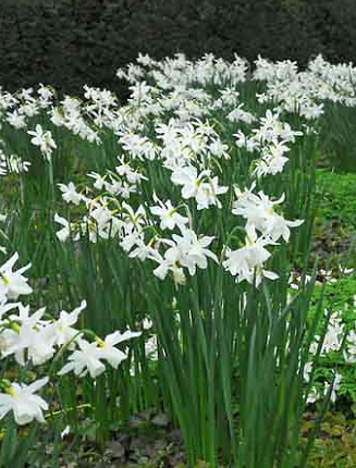 Thalia Daffodil Bulbs