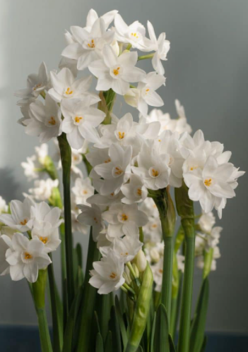 10 Nir dormant Paperwhite bulbs for SHIPPING