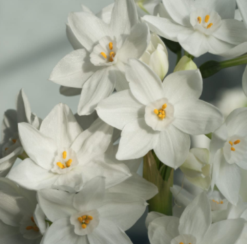 10 Nir dormant Paperwhite bulbs for SHIPPING