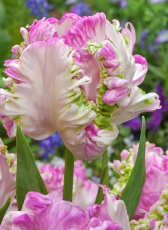 Cabanna Parrot Tulip Bulbs