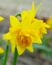 Tete Boucle Daffodil Bulbs bulk savings available