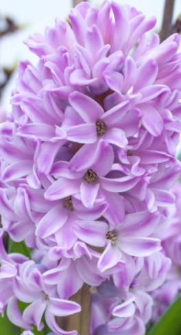 Splendid Cornelia Hyacinth Bulbs