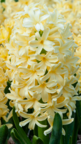 Gipsy Princess Hyacinth Bulbs