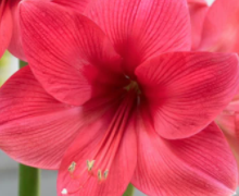 Bolero Amaryllis Bulb