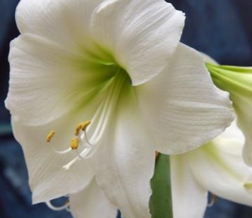 Denver Amaryllis Bulb
