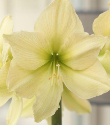 Lemon Star Amaryllis Bulb