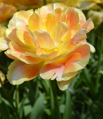 Charming Beauty Peony Tulip Bulbs