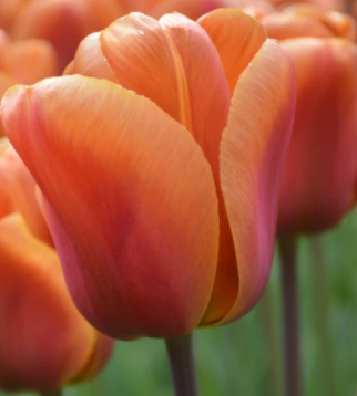 Brown Sugar Tulip Bulbs