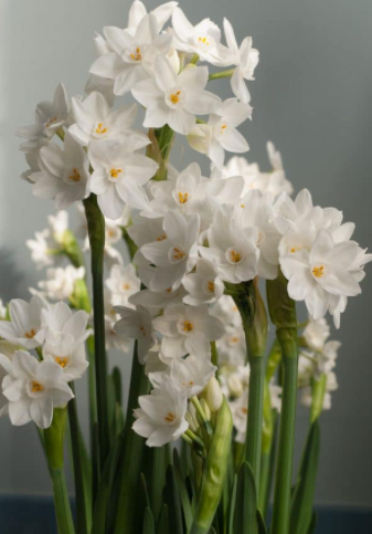 12-20 Prepared Nir Paperwhites in vessel with decorative moss for LOCAL sales only